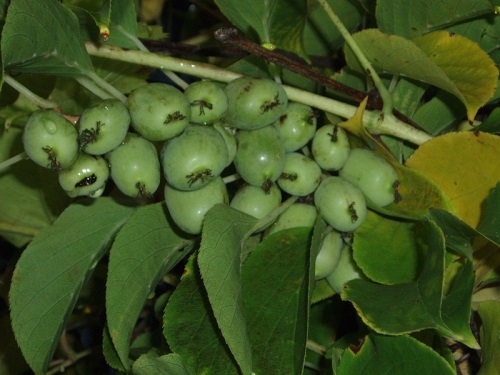 Актинидия: посадка и уход – усилий много, но и результат достойный