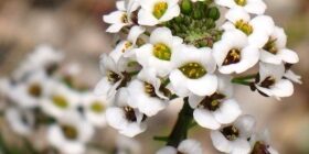 Алиссум: как сажать восхитительный цветок с медовым ароматом
