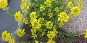 Алиссум: выращивание из семян и рассады