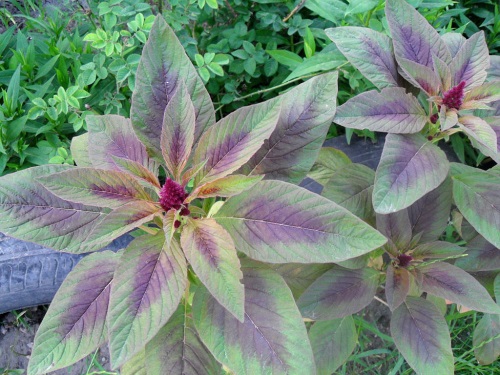 Амарант: как сажать и выращивать Амарант: как сажать и выращивать