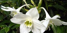 Амазонская лилия