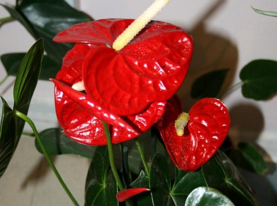 Антуриум: уход в домашних условиях