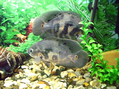 Астронотус: содержание и разведение