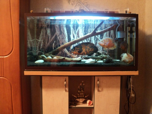 Астронотус: содержание и разведение