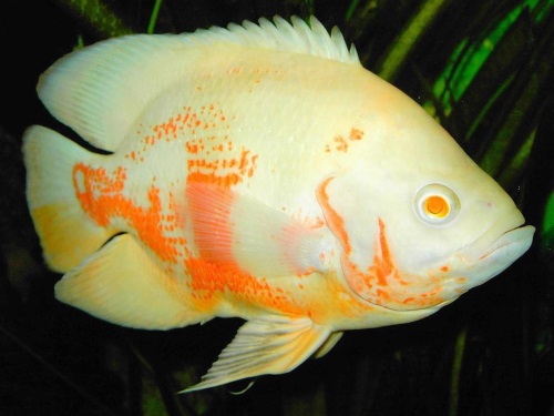 Астронотус: содержание и разведение