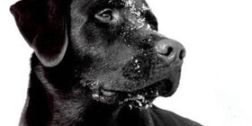 Многим животным известно чувство дома