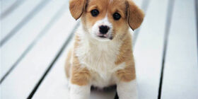 Что такое условное торможение рефлексов собак