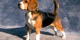 Активно-оборонительный рефлекс собак