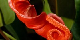 Болезни антуриума: как и чем лечить