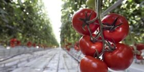 Когда созревают помидоры в теплице