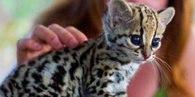 Как правильно нужно кормить котенка