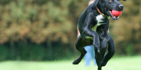 Рефлексы и инстинкты собаки