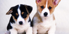 Уход собаки за щенками