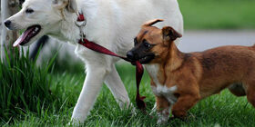 Исследование поведения собак