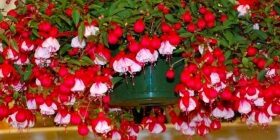 Герань, фуксия, вербена и бакопа ампельная