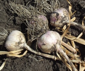 Как правильно хранить чеснок зимой в квартире, в погребе