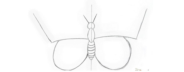 Как нарисовать бабочку карандашом: поэтапно