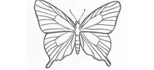 Как нарисовать бабочку карандашом: поэтапно