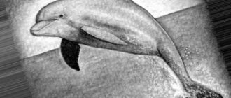 Как поэтапно нарисовать дельфина карандашом