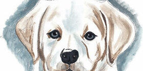Как правильно нарисовать собаку поэтапно карандашом