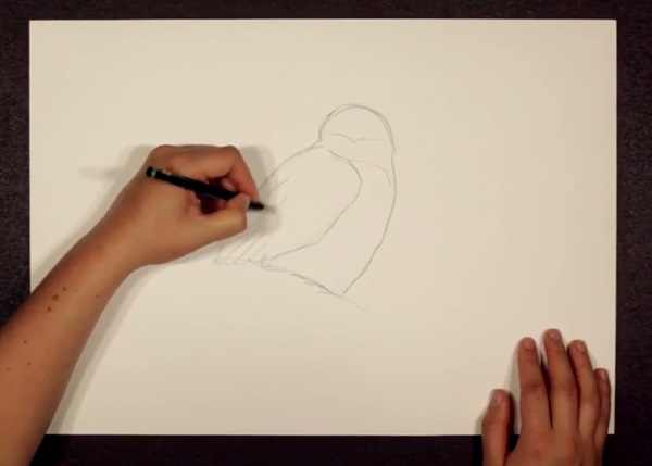 Как нарисовать сову карандашом поэтапно