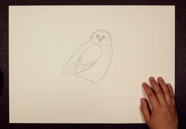 Как нарисовать сову карандашом поэтапно