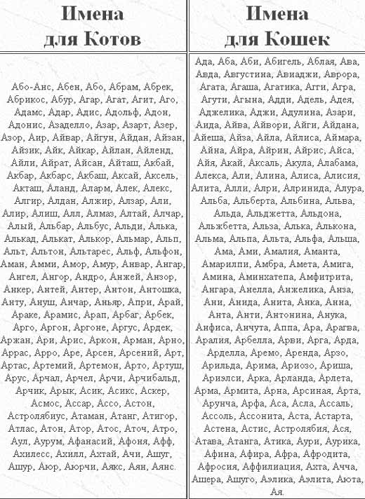 Как правильно назвать котенка девочку, мальчика