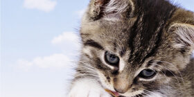 Как можно назвать котенка мальчика, девочку, белого, черного, рыжего