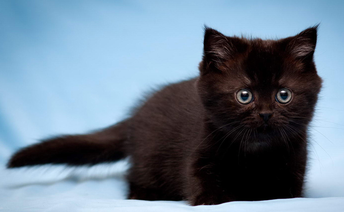 Как можно назвать котенка мальчика, девочку, белого, черного, рыжего