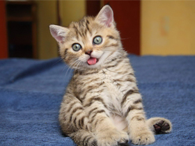 Как назвать британского котенка 