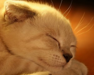 Как можно назвать котенка мальчика, девочку, белого, черного, рыжего