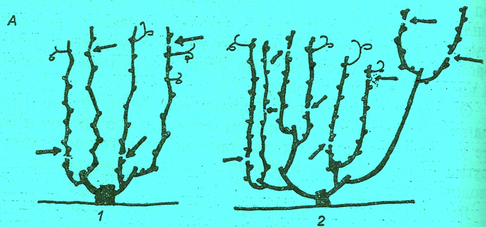 Как нужно правильно обрезать виноград на зиму