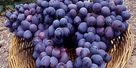 Как нужно правильно обрезать виноград на зиму