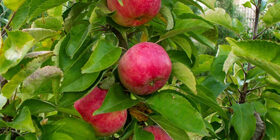 Как правильно обрезать яблоню, видео