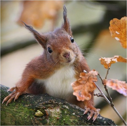 Как понять разницу между живой и неживой природой?
