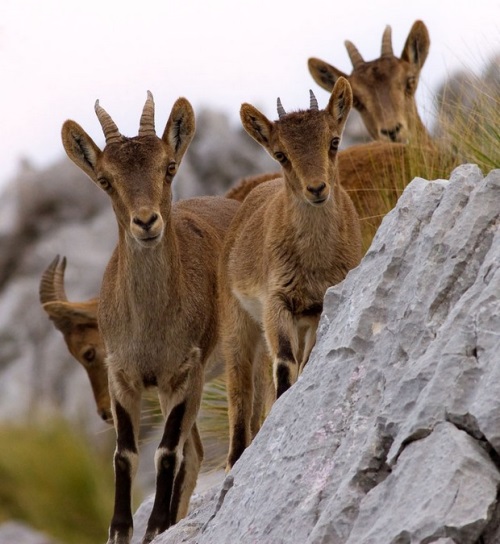Как понять разницу между живой и неживой природой?