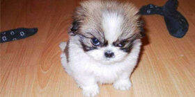 Как приучить щенка к туалету дома