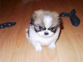 Как приучить щенка к туалету дома