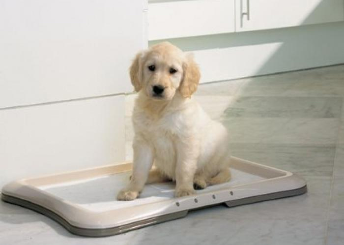 Как приучить щенка к лотку