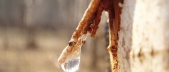 Как употребить березовый сок