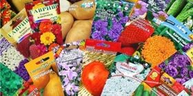 Как выбрать семена для рассады