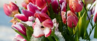 Красивые картинки с первым днем весны и прикольные поздравления в стихах и прозе для любимых