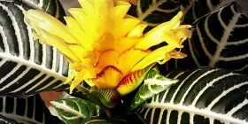 Комнатный цветок афеландра: уход в домашних условиях