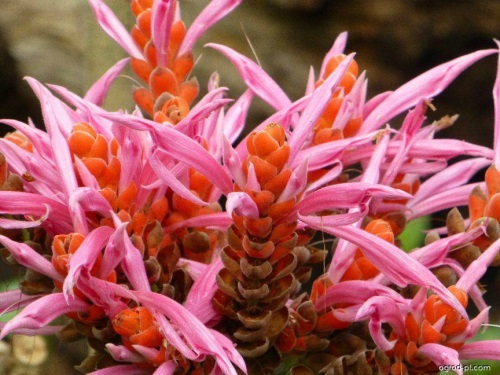 Комнатный цветок афеландра: уход в домашних условиях