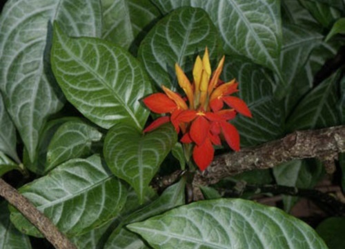 Комнатный цветок афеландра: уход в домашних условиях