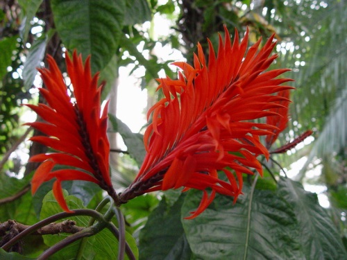 Комнатный цветок афеландра: уход в домашних условиях