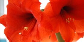 Комнатный цветок амариллис: уход летом и зимой