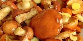 Как мариновать маслята на зиму – рецепт маринования