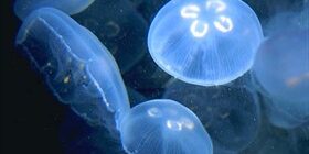 Ожог медузы