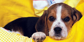 Взаимная индукция нервных процессов